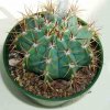 Melocactus_seabrensis